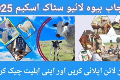 CM Punjab Livestock Scheme for Widows 2025